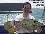 KingTriggerFish